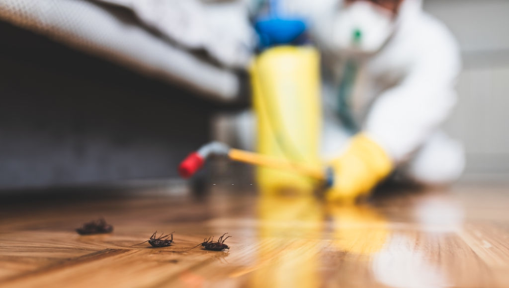 Why Periodic Pest Control Is Essential At Home?
