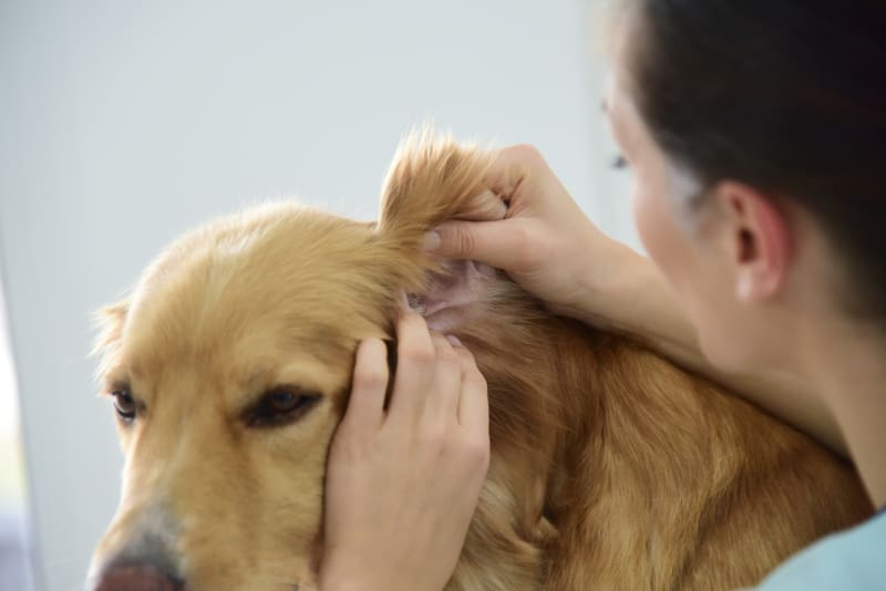 How To Cure Infections Caused By Yeast In Dogs?