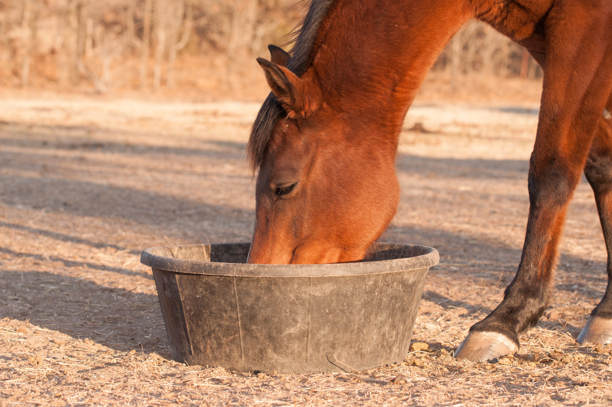 How To Properly Care For And Rehabilitate Rescued Horses